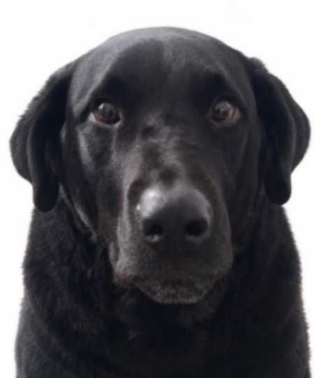 Foto do Capi, cachorro preto